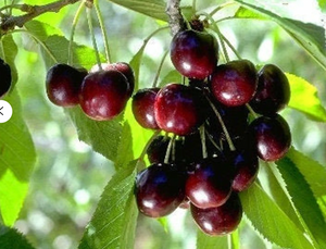 Black Cherry